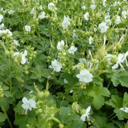 Geranium vivace White Ness Geranium macrorrhizum white ness