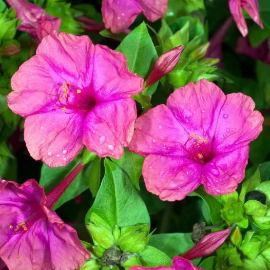 Bio zaden van Mirabilis