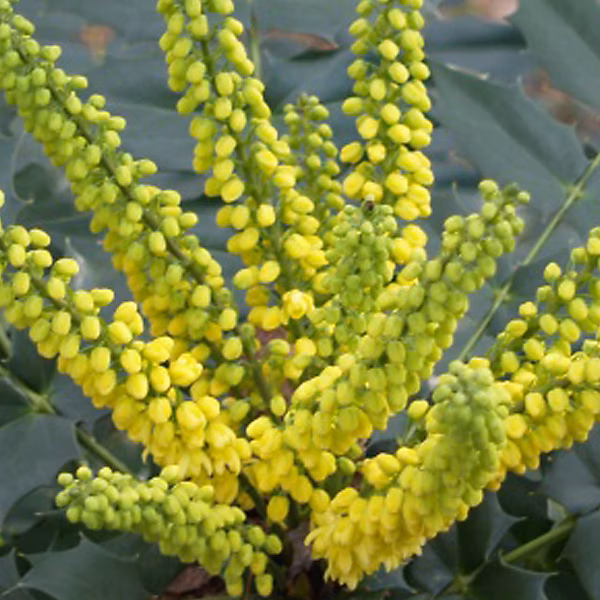 2 x Mahonia media 'Winter Sun' – 30 | 50 cm pot