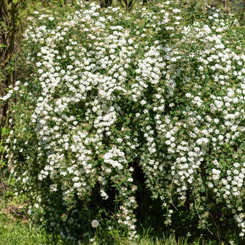 Spirée de Vanhoutte Spiraea vanhouttei