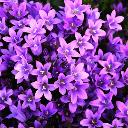 Campanula Poscharskyana - Le pot de 3 litres