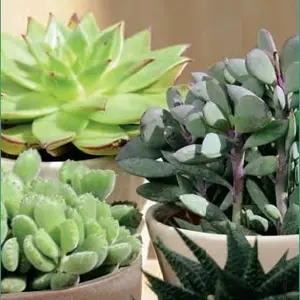 Succulente botanic®. Le pot de Ø 16 cm