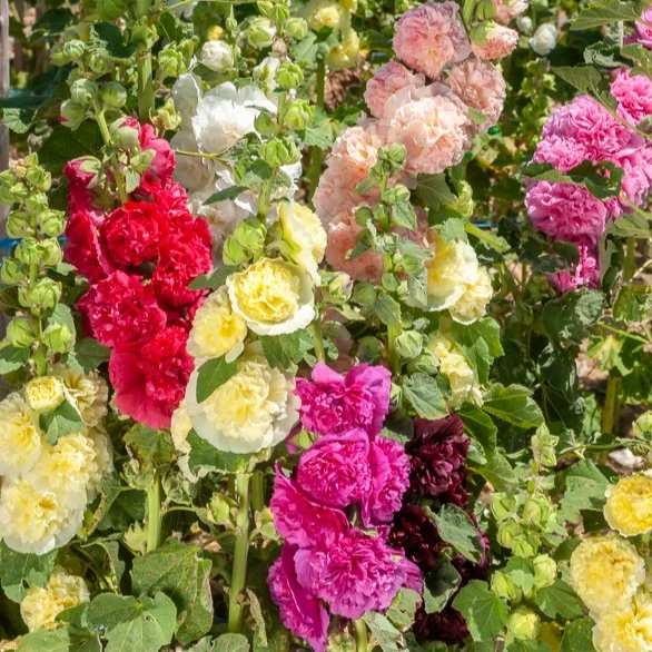 5 Roses trémières doubles en mélange Alcea rosea Charter's hybrid