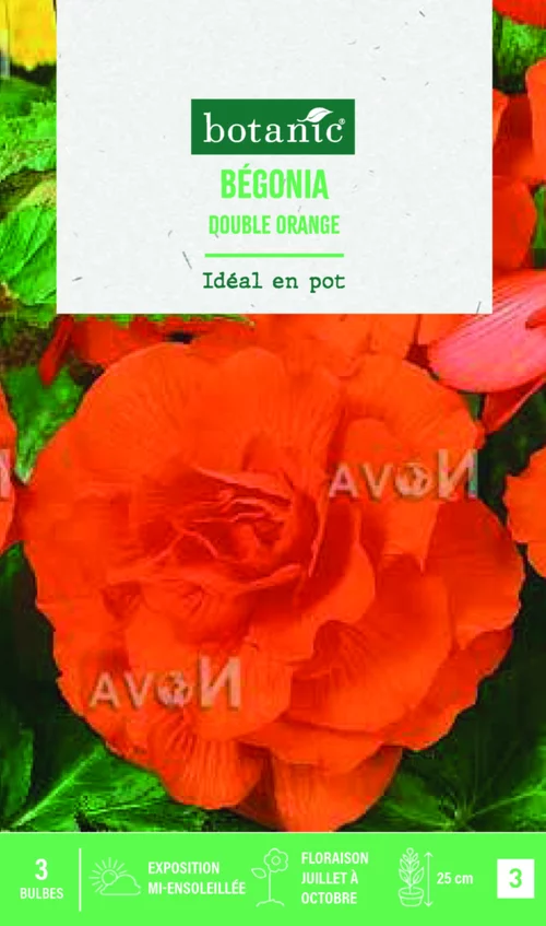 Bulbes de fleurs Bégonia double orange botanic® - 3 bulbes