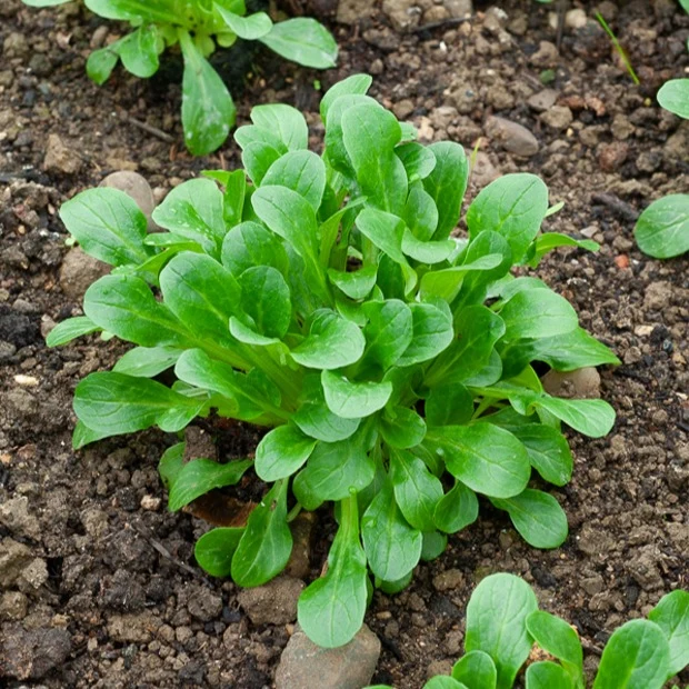 Mâche Verte d'Etampes Valerianella locusta verte d'etampes