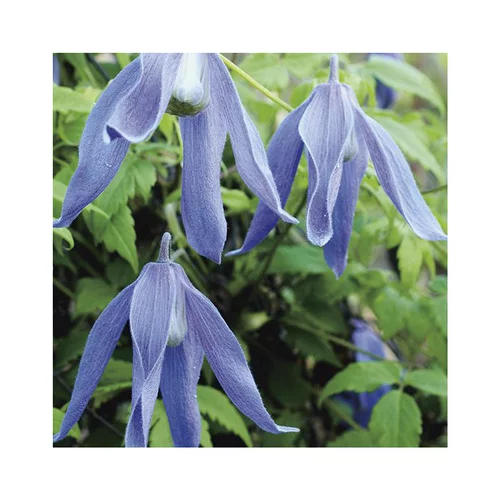 CLEMATITE ALPINA FRANCES RIVIS. Le pot de 3 litres