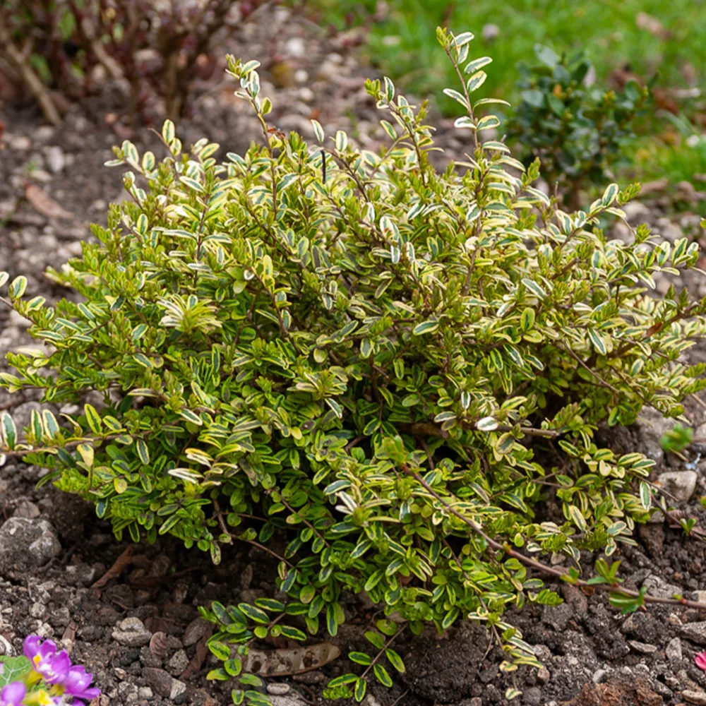 Chèvrefeuille à feuille de buis Lemon Beauty Lonicera nitida Lemon Beauty