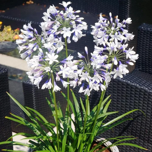 Agapanthe X Twister bicolore en pot de 4 L