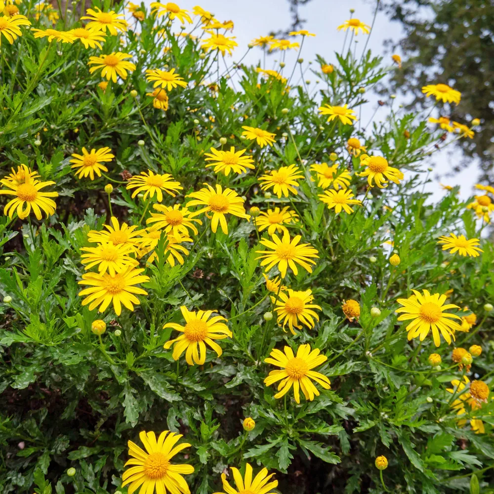 Marguerite de la savane - Euryops Euryops chrysanthemoides