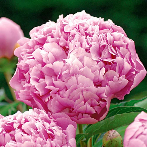 Pivoine Mr Jules Elie - Le pot de 2 litres