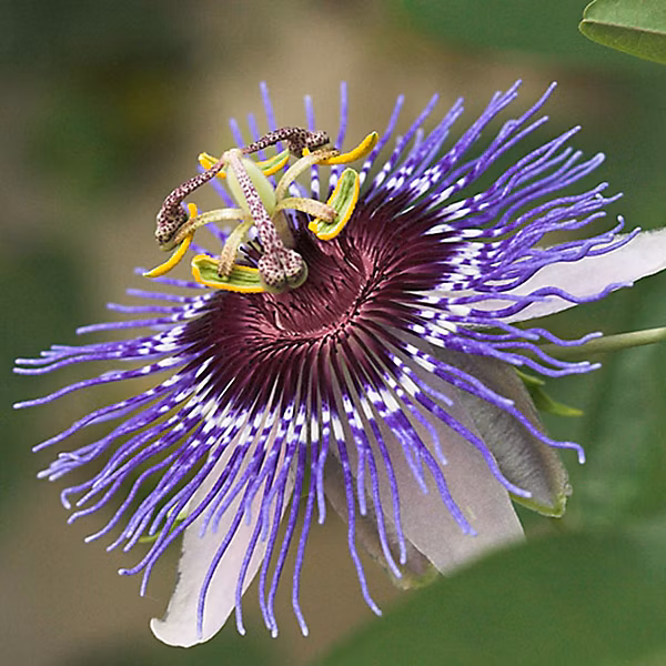 2 x Passiflore – Passiflora 'Purple Haze', 50-60 cm pot
