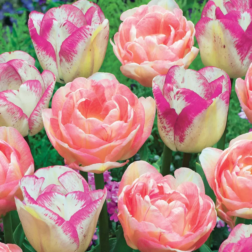 20 Tulipes doubles Angélique et Shirley Tulipa angélique , double shirley