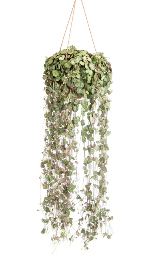 Chaîne de cœurs verts. La suspension Ø 20 cm