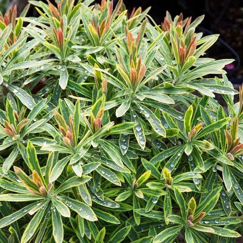 Euphorbia X Martini Ascot Rainbow - Le pot de 4 litres