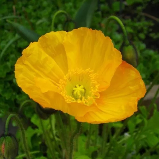 Bio zaden van Papaver uit Ijsland