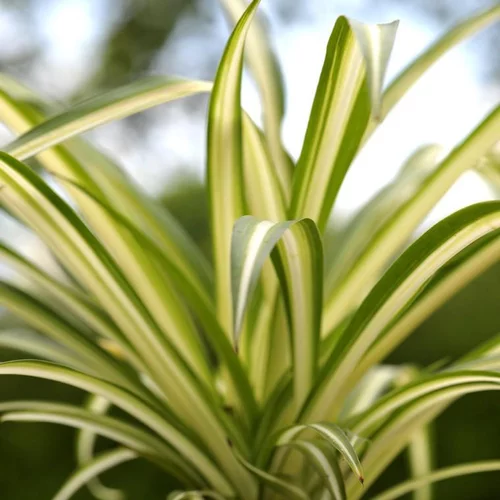 Chlorophytum ou Plante-araignée vert - La barquette de 6 plants