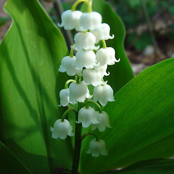 6 x Muguet – Convallaria majalis | godet 9cm x 9cm