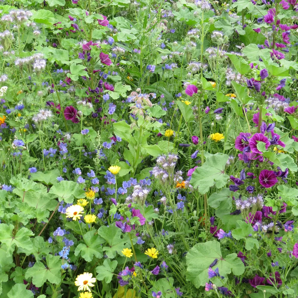 Mélange de fleurs méllifères intensif