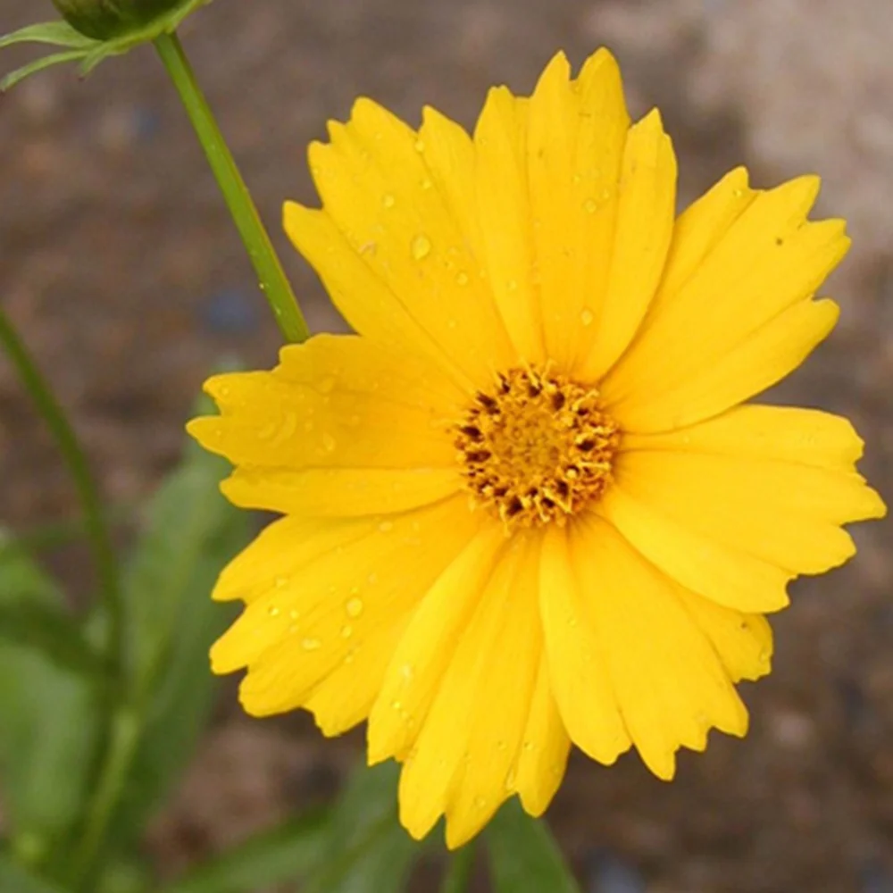 Coreopsis à grandes fleurs Etoile d'Or Coreopsis grandiflora etoile dor