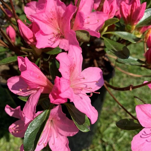 Azalée Japonaise variée (Azalea Japonica). Le pot de 2 litres