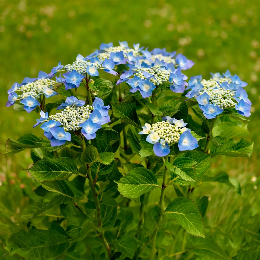 Hortensia Teller blue Hydrangea macrophylla Teller Blue