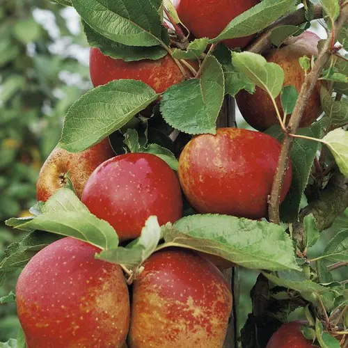 Pommier Belle De Bosckoop. Le pot de 25 litres