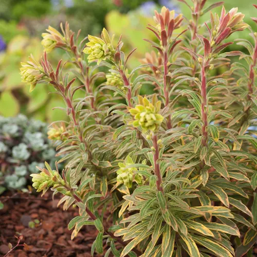 Euphorbe ‘Ascot Rainbow’ - Le pot de 2 litres