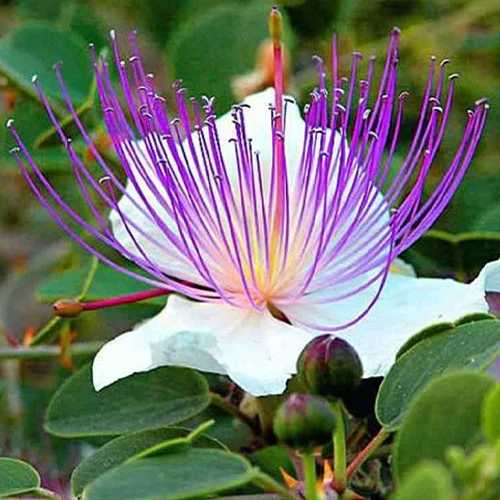 Câprier épineux Capparis spinosa