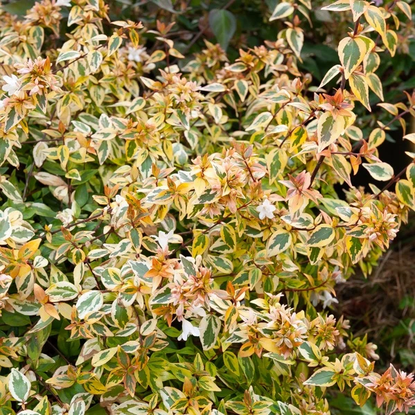 Abélia grandiflora Kaleidoscope® Abelia grandiflora 'kaleidoscope' (r)