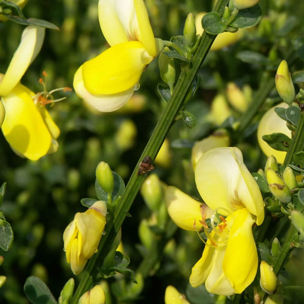 Genêt à balais Luna Cytisus scoparius luna