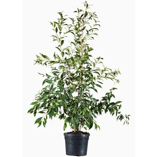 Myrte d'Australie (Eugenia Mirtefolia). Le pot de 9 litres