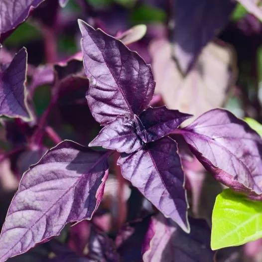 Biologische en reproduceerbare zaden van Basilicum purper
