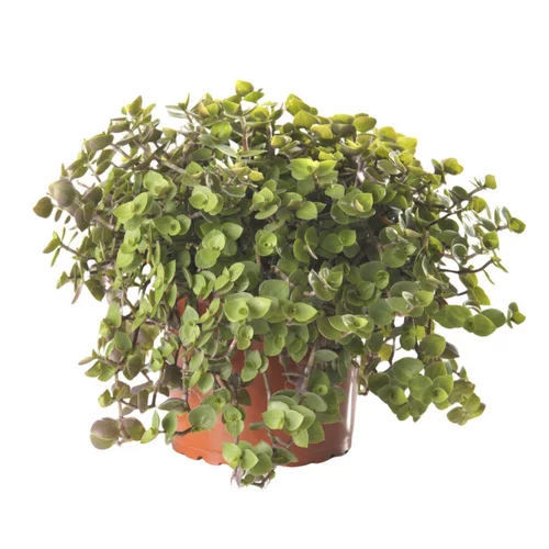 Plante Amie Des Animaux Callisia Bio. Le pot de diamètre 11 cm