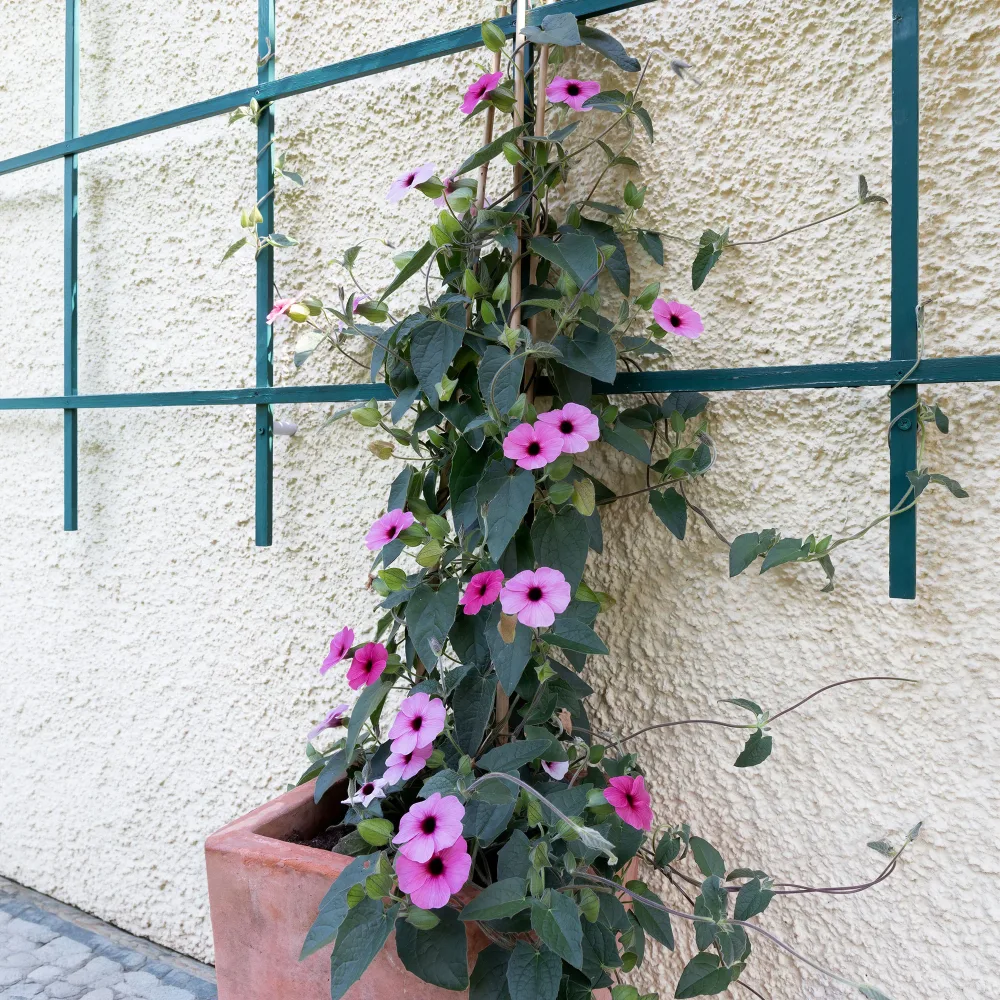 Suzanne aux yeux noirs rose Thunbergia alata Sunny Susy® Rose Sensation