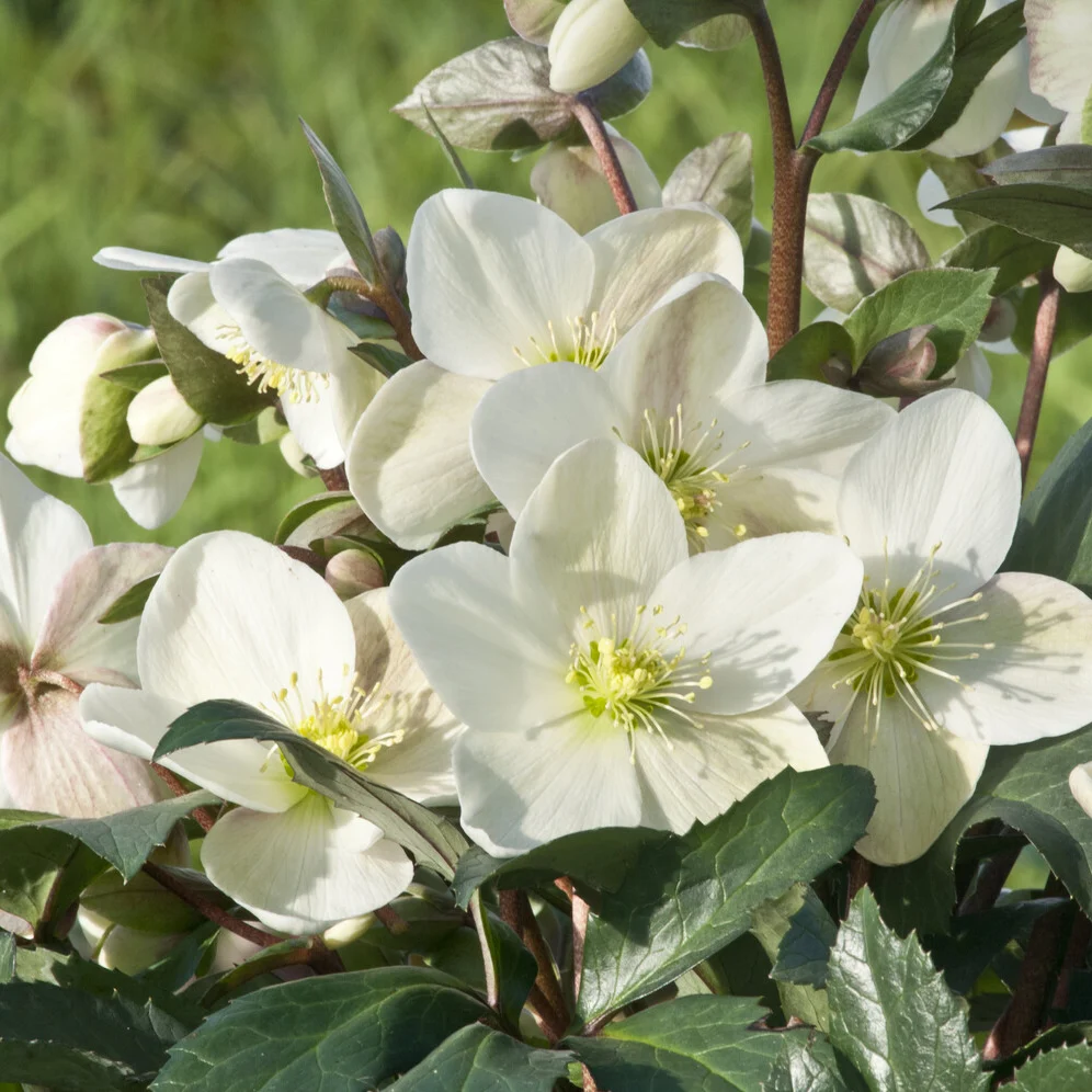Hellébore Emma Helleborus x nigercors Emma