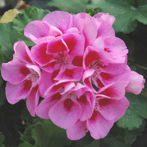 Geranium Zonal - Le pot de 3,5 litres