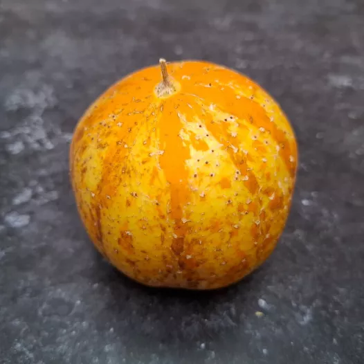 Biologische zaden van Komkommer Lemon