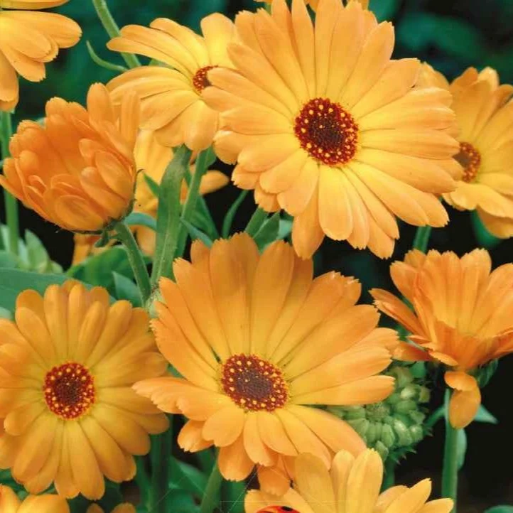 Souci simple Grand Nova Bio Calendula officinalis grand nova