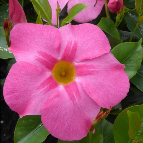 Dipladenia Buisson Platinium grande fleur rose vif - Le pot de 5 litres