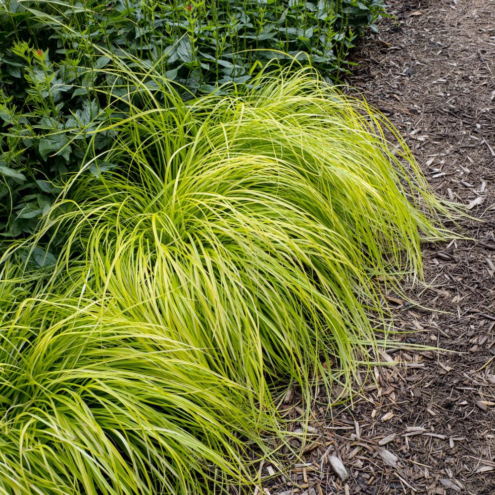 Laîche d'Oshima Everillo® - Carex Carex oshimensis Everillo
