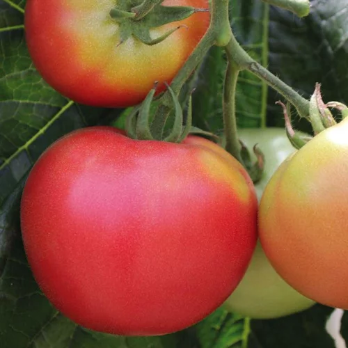 Tomate Ronde Rose De Berne bio. Le pot de 9 x 9 cm
