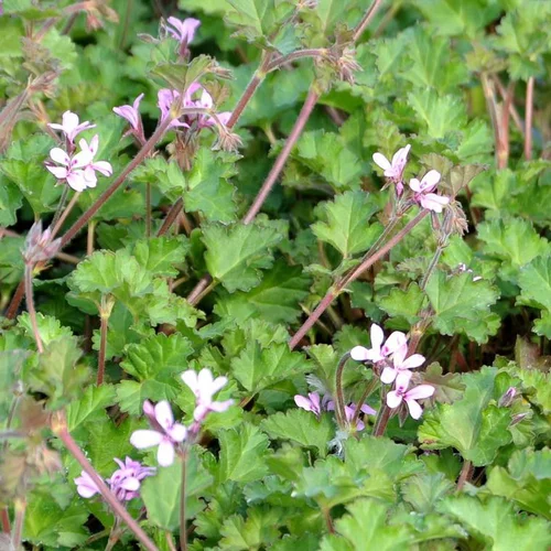 Pélargonium pinki pinks rose en pot de 2 L