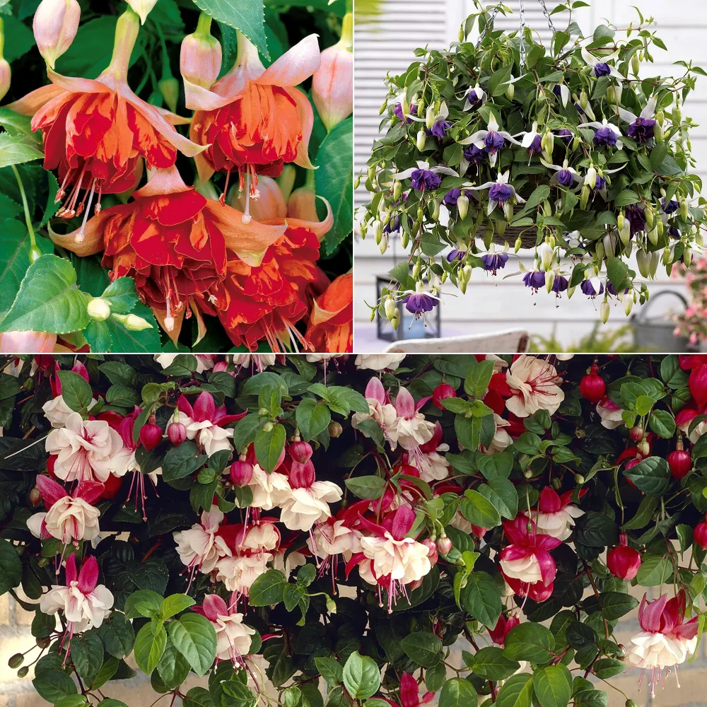 6 Fuchsias retombants en mélange Fuchsia Bicentennial, Blue Angel, Swingtime
