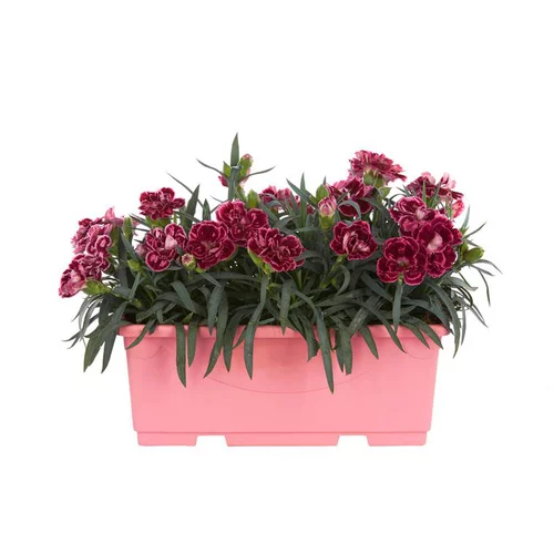 Oeillet Telnelken - La jardinière de 25 cm