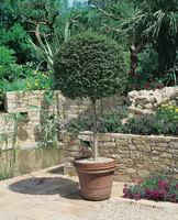 Ligustrum Jonandrum ou Troène ½ Tige 30/40 forme boule en pot de 18 L
