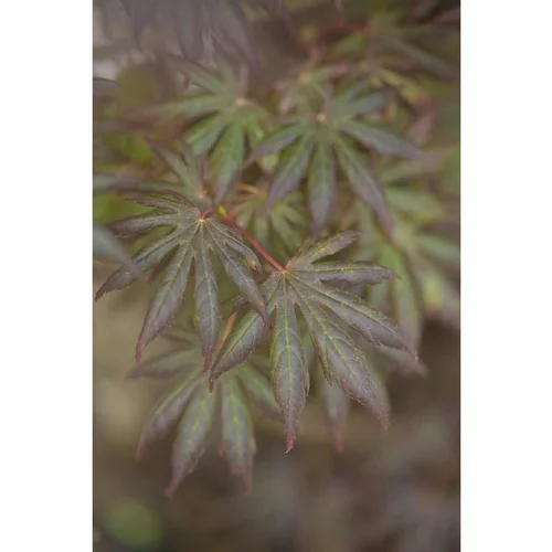 Erable du Japon (ACER PALMATUM TROMPENBURG ) Le pot de 3 litres