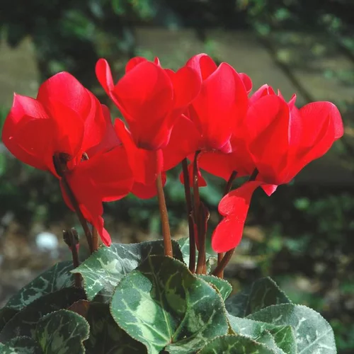 Mini Cyclamen - Le pack de 3 plants