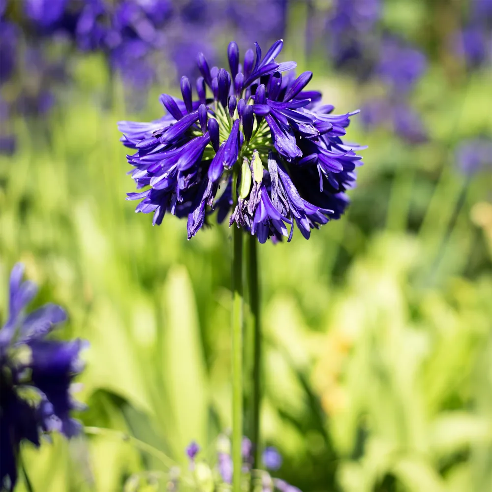 Agapanthe Purple Cloud Agapanthus purple cloud