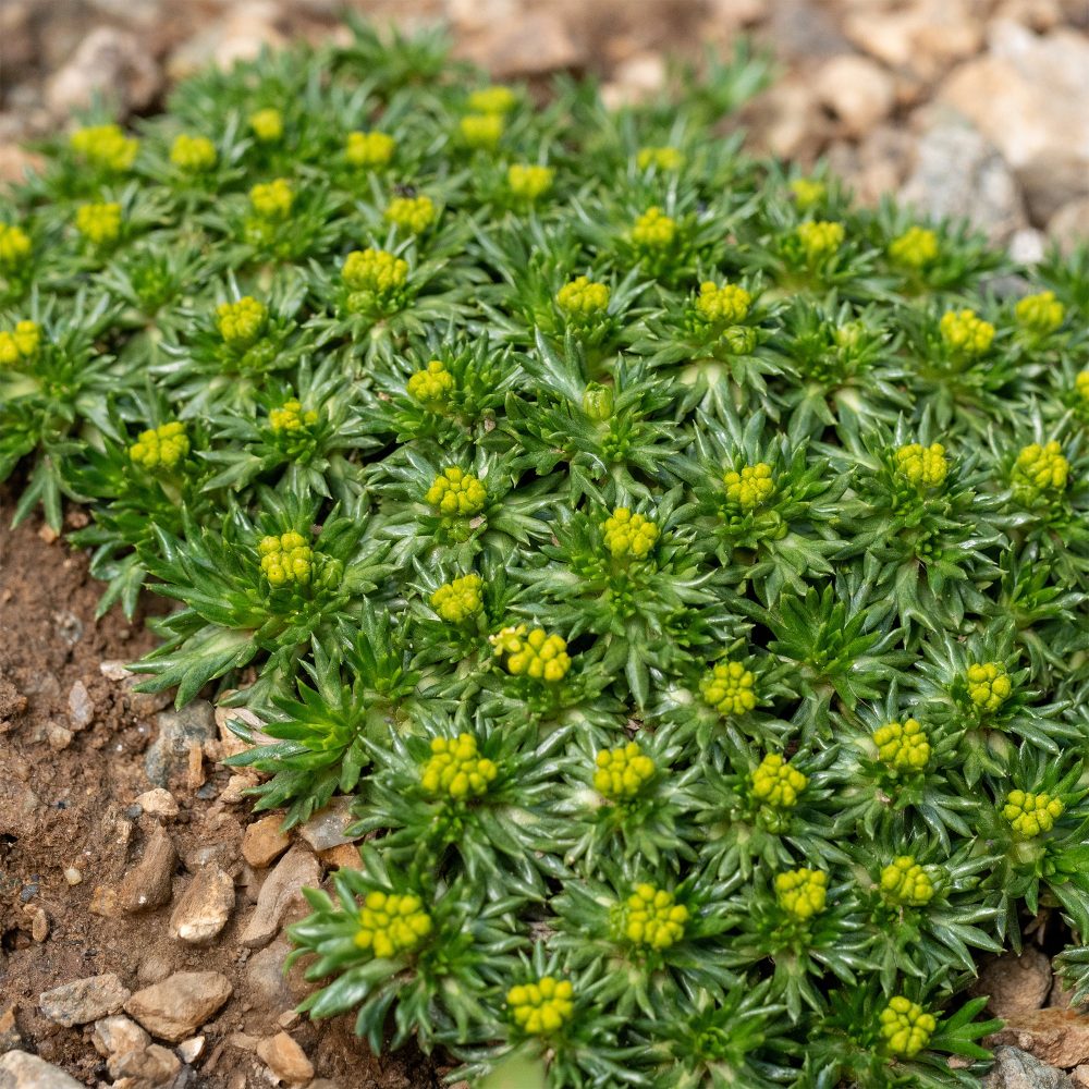 Azorelle Azorella trifurcata