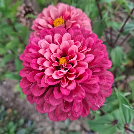 Zinnia Super Yoga Roos – bio en reproduceerbare zaden